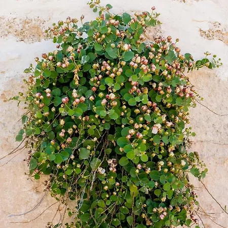 Masseria D'erchia Resort 3*